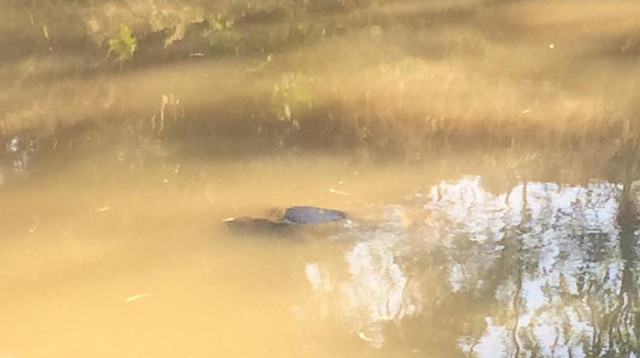 גופת גבר בנחל הירקון (צילום: יעקב פרדו)