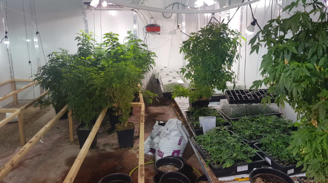 שתילי הקנאביס שנתפסו (צילום: דוברות המשטרה)