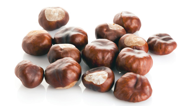 ערמונים (צילום: אינג אימג')