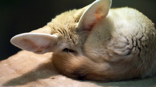שועל (צילום: JEAN-CHRISTOPHE VERHAEGEN/Getty images)