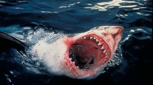 כריש (צילום: עמוס נחום,באדיבות הוט 8)