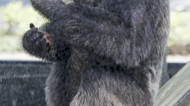 שימפנזה (צילום: רויטרס)