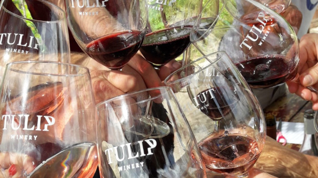 יקב טוליפ (צילום: נטלי סאידו)