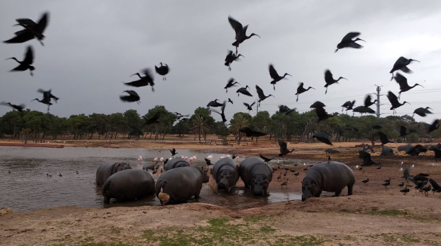 הספארי ברמת גן (צילום: הספארי ברמת גן)
