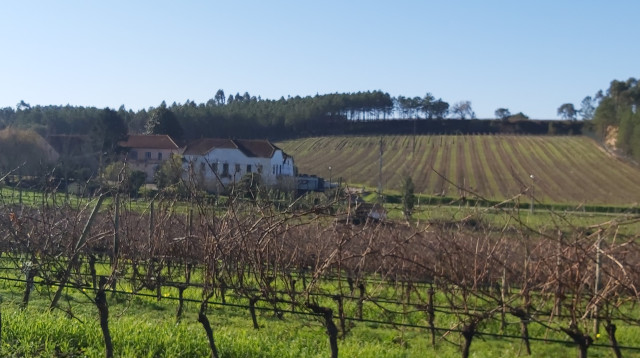 יקב פאטו, חבל באיחאדה, פורטוגל (צילום: טל ברגמן)