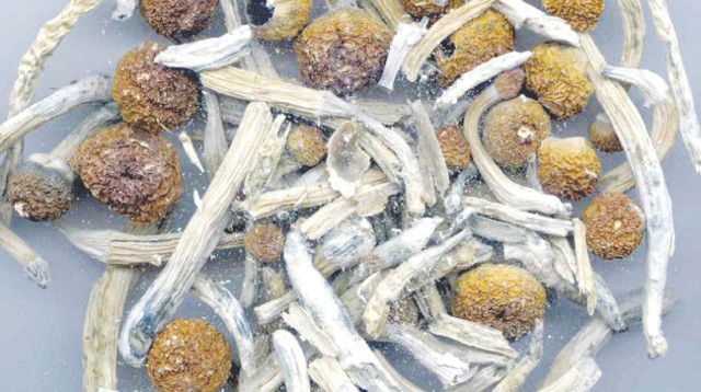 פטריות פסילוסיבין (צילום: רויטרס)