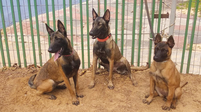 כלבות מזן מלינואה לאימוץ (צילום: חיים שוורצנברג)