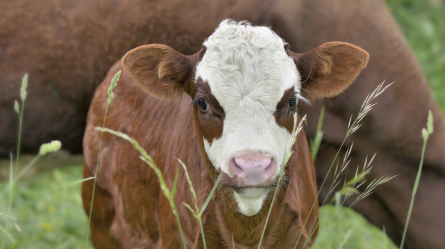 עגל (צילום: ingimages.com)