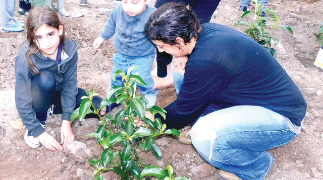 נטיעות בעין גב (צילום: אריאל צור)