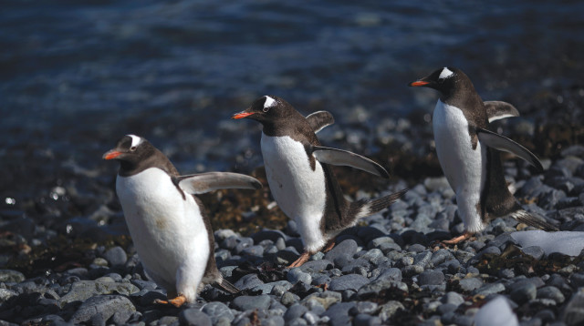 פינגווינים באנטרקטיקה (צילום: רויטרס)