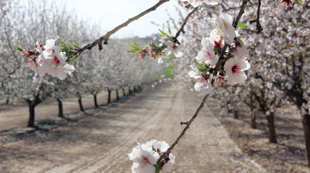 השקדיה פורחת, חבל יתיר (צילום: אלחנן אמיתי)