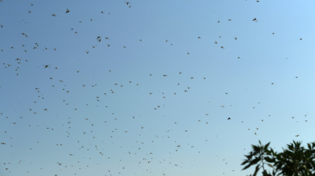 ארבה בקניה (צילום:  ASIF HASSAN \ Getty Images)