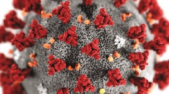 נגיף הקורונה (צילום: ויקיפדיה)