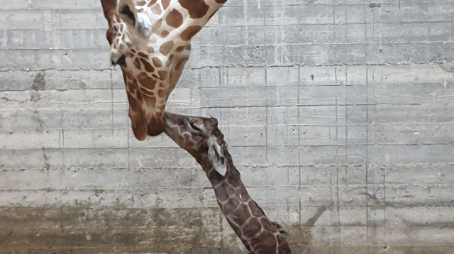 הג'ירף החדש ואמו קיאנגה (צילום: עיריית קריית מוצקין)