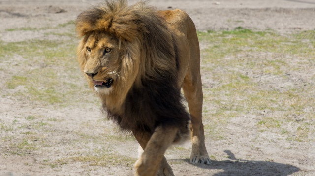 אריה, אילוסטרציה (צילום: ingimages.com)