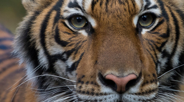 הטיגריסית שחלתה בקורונה (צילום: רויטרס)