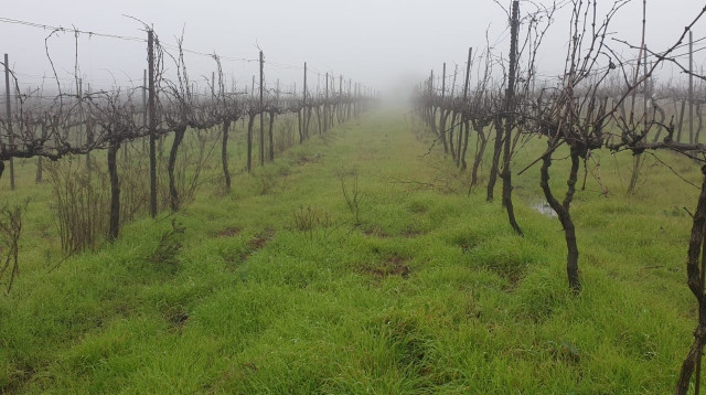 כרמים יקב פלם (צילום: יקב פלם)