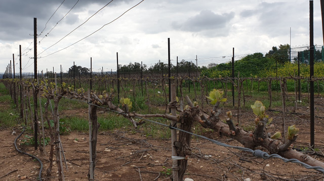 יקב נווה ירק (צילום: מירה איתן)
