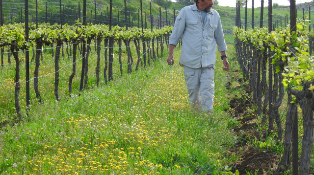 פשרמן משה בכרם (צילום: יח"צ יקבי רמת הגולן)