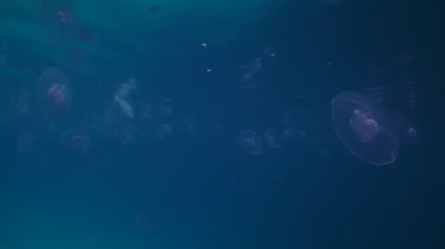 המדוזות באילת (צילום: עמרי עומסי, רשות הטבע והגנים)