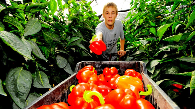 קטיף פלפלים בערבה התיכונה (צילום: גלעד לבני)