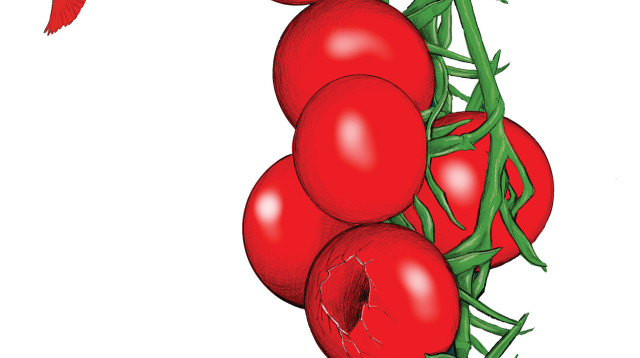 עגבניות שרי  (צילום: צילום מסך)