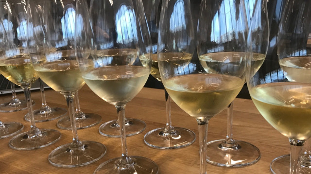 טעימת יינות לבנים   (צילום: יאיר גת )