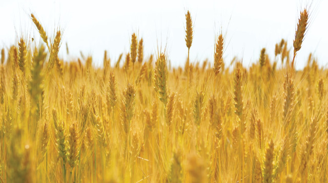 חיטה (צילום: אינג אימג')