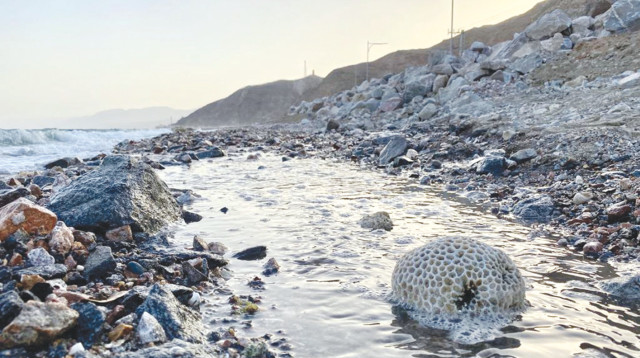 אלמוג שהתנתק ונשטף החוצה באילת (צילום: עינת שטקלר)