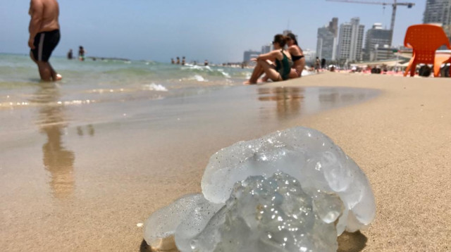 מדוזה בחוף בתל אביב (צילום: אבשלום ששוני)