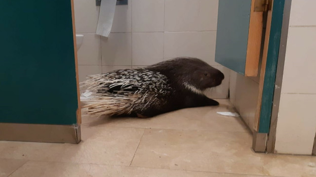 האורח המפתיע בשירותי הכנסת (צילום: חיים בר, החברה להגנת הטבע)