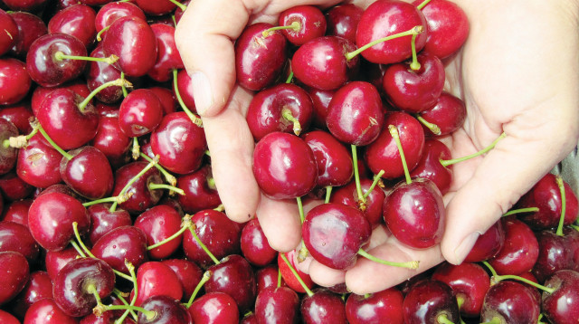 קטיף דובדבנים בעין זיוון (צילום: תיירות עין זיוון)