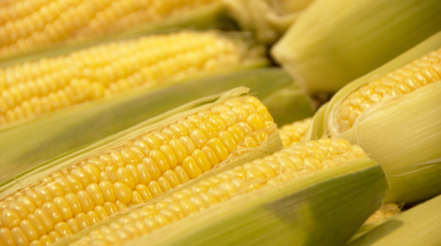 תירס (צילום: אינגאימג')