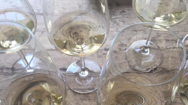 טעימת יינות לבנים  (צילום: סנהדרינק)