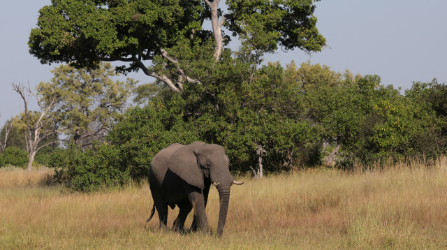 פיל בבוטסואנה (צילום: Mike Hutchings/רויטרס)