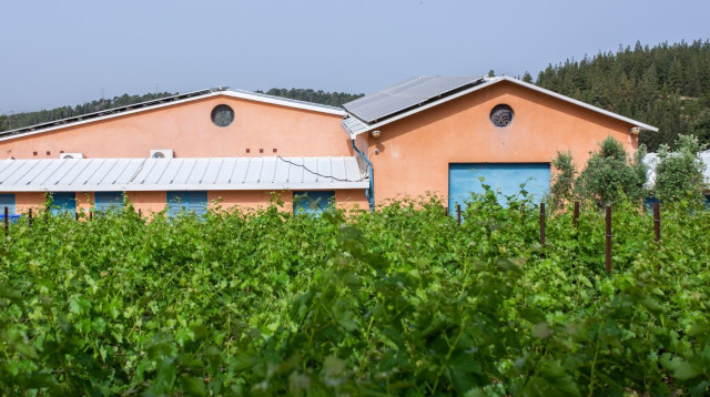 יקב רזיאל, רמת רזיאל  (צילום: אלעד ברמי)