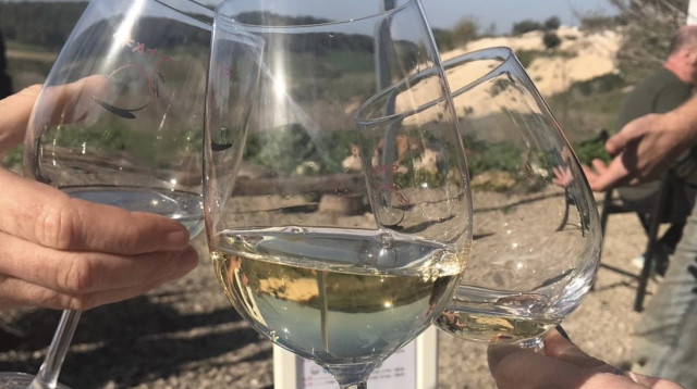 יין לבן בשמש (צילום: טליה לוין)