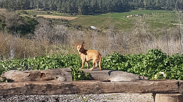 יקב קדמא  (צילום: טליה לוין)