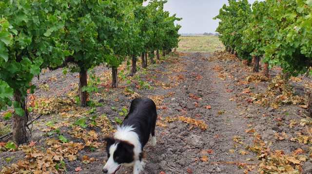 בציר, יקבי כרמל  (צילום: יפתח פרץ )