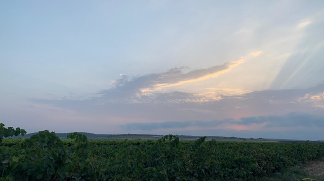 בציר, יקבי כרמל  (צילום: יפתח פרץ )