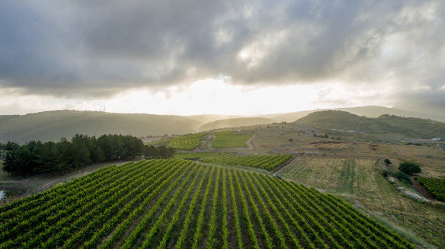יקב להט, כרם בן עיון  (צילום: בועז אשכול )