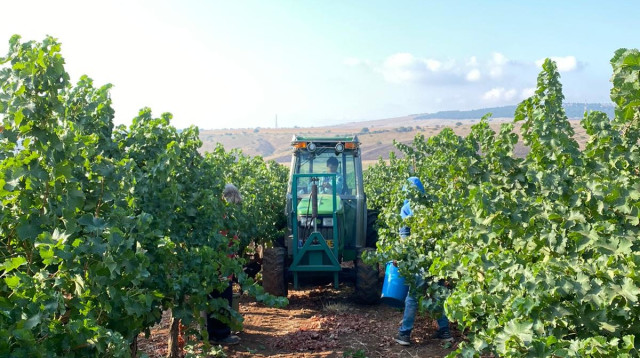 בציר ידני - סוביניון בלאן - יקב תבור  (צילום: מיכל אקרמן)