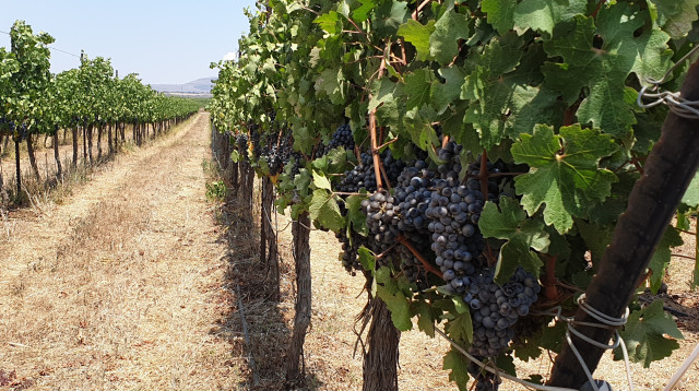 כרם סירה ברמת הגולן  (צילום: ניר קיפניס)