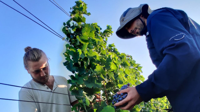 בציר 2020 - יקב הרי גליל (צילום: יח"צ)