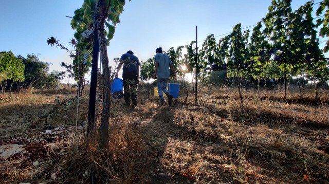 יקב הרי גליל - בציר 2020 (צילום: יח"צ)