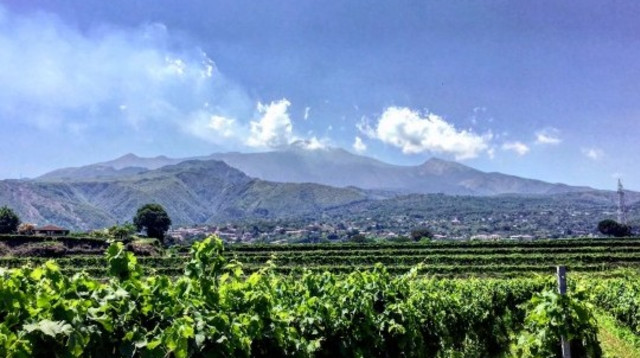 טורה מורה. כרמים לפתח הר הגעש  (צילום: יח"צ)