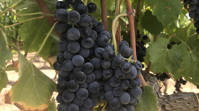 כרם אלוני הבשן, רמת הגולן  (צילום: סנהדרינק)