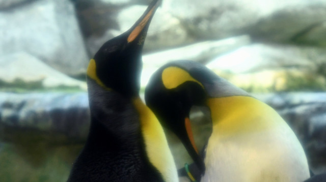 זוג פינגווינים (צילום: רויטרס)