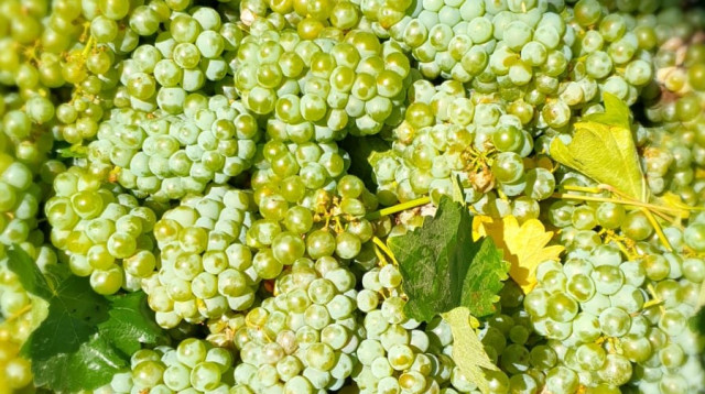 בציר ידני - יקב תבור  (צילום: יח"צ)