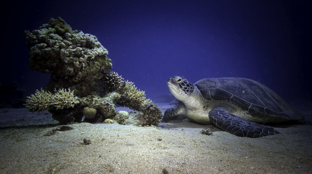 צבת הים במפרץ אילת  (צילום: עמרי עומסי, רשות הטבע והגנים)